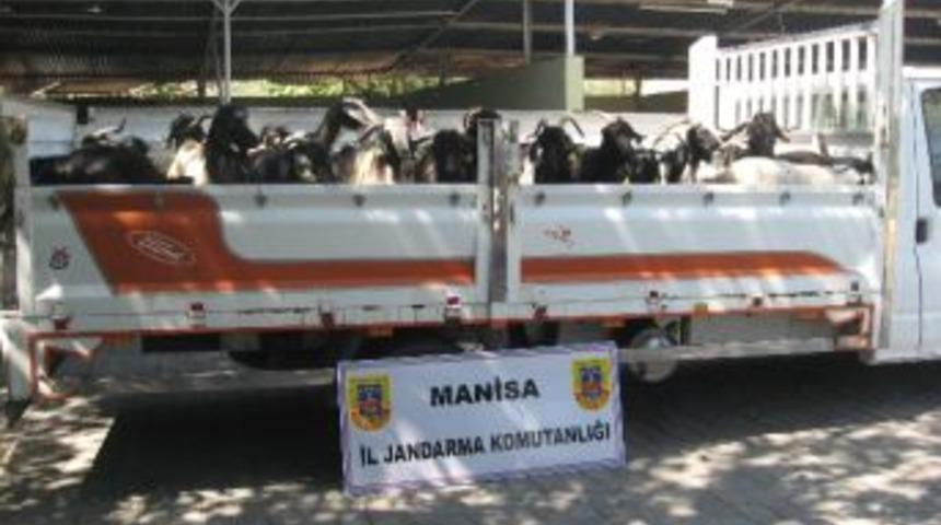 Manisa&rsquo;da Hayvan Hırsızları Yakalandı