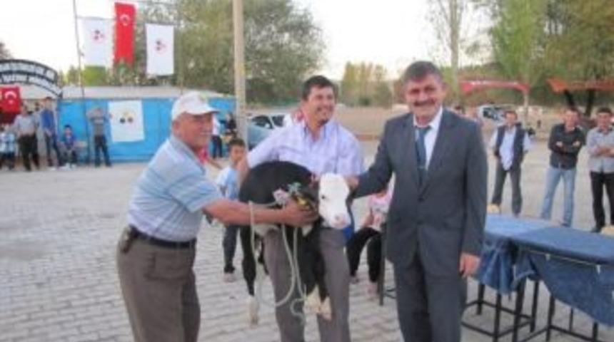 Buzağı Teşvik Yarışmasına Kucakta Geldi