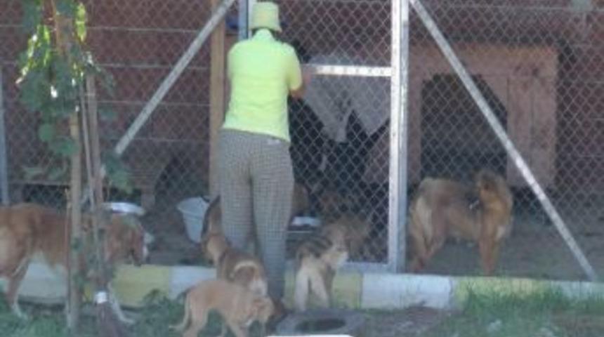 Ak&ccedil;akoca&rsquo;da Sokak Hayvanları Şişli Belediyesi Katkılarıyla Kısırlaştırılıyor