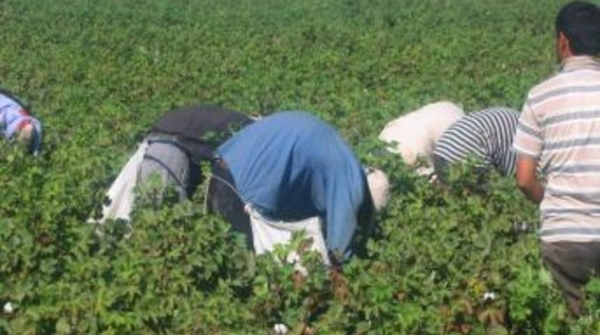 Şanlıurfa&rsquo;da Pamuk Hasadı Başladı