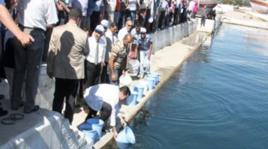 Eğirdir G&ouml;l&uuml;&rsquo;ne 250 Bin Sazan Yavrusu Salındı