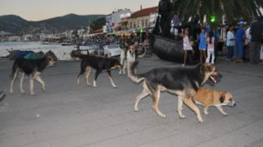 Turistik Fo&ccedil;a&rsquo;da Sokak K&ouml;pekleri Korku Sa&ccedil;ıyor