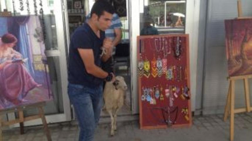 D&uuml;kkanlara Giren Koyun Esnafa Zor Anlar Yaşattı