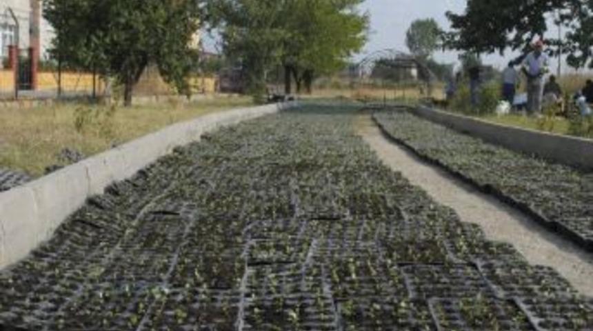 Belediye Kendi &Ccedil;i&ccedil;eğini Yetiştiriyor.