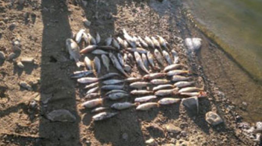 Balık &ouml;l&uuml;mleri paniğe neden oldu