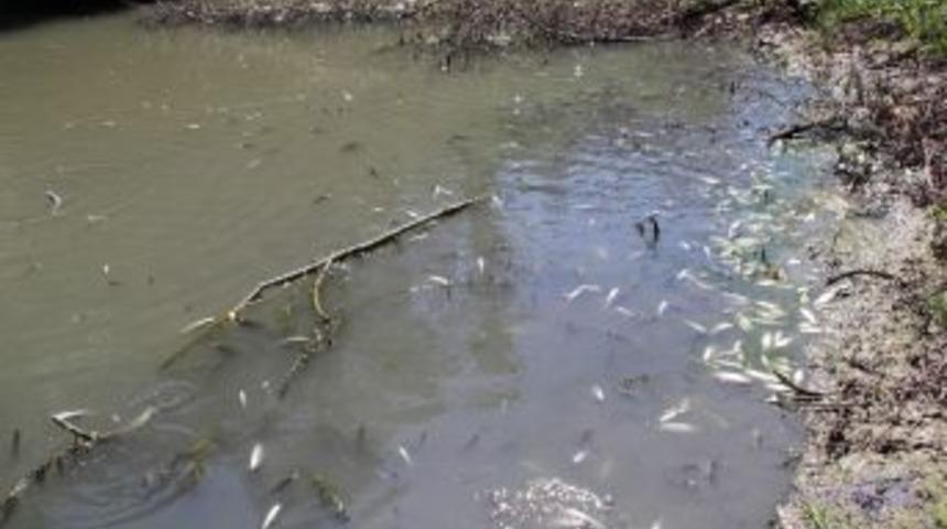 Belediyeden Balık Kurtarma Operasyonu