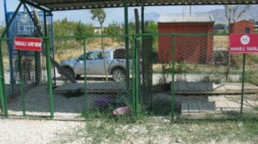 Elazığ&lsquo;da Sokak Hayvanları Barınaklarda Korumaya Alınıyor
