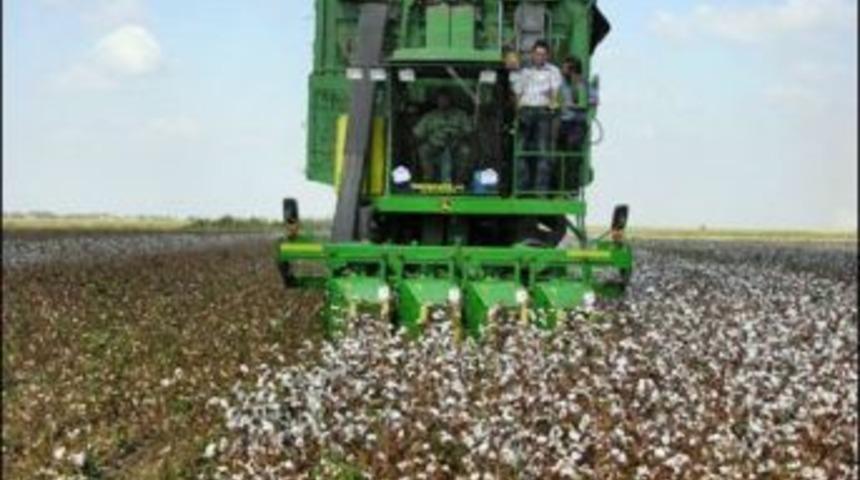 S&ouml;ke Ovasında Pamuk Toplama &Uuml;cretleri A&ccedil;ıklandı