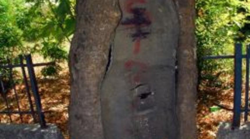 Ata'nın &Ccedil;ınarları İlgi Bekliyor