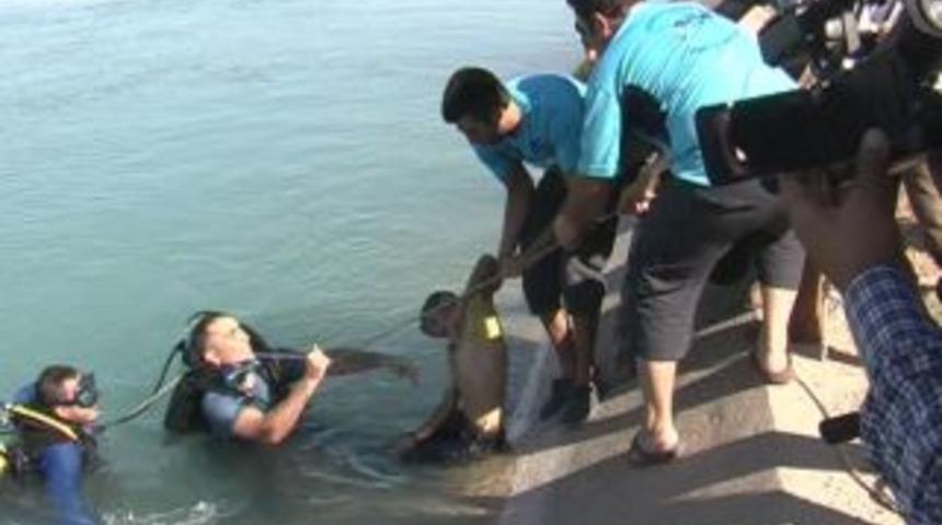 Kanalda Serinleme Faciası: 1 &Ouml;l&uuml;