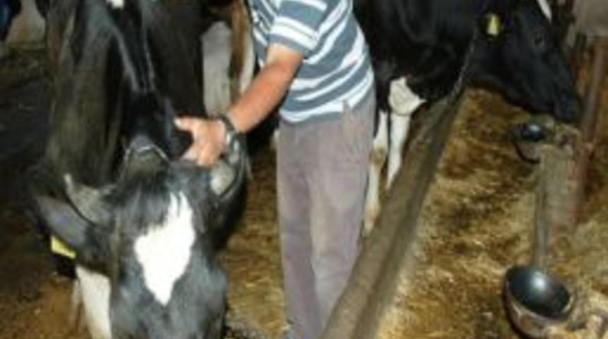 Hayvanlarda G&ouml;r&uuml;len Şişlikler &Ccedil;ift&ccedil;ileri Korkuttu