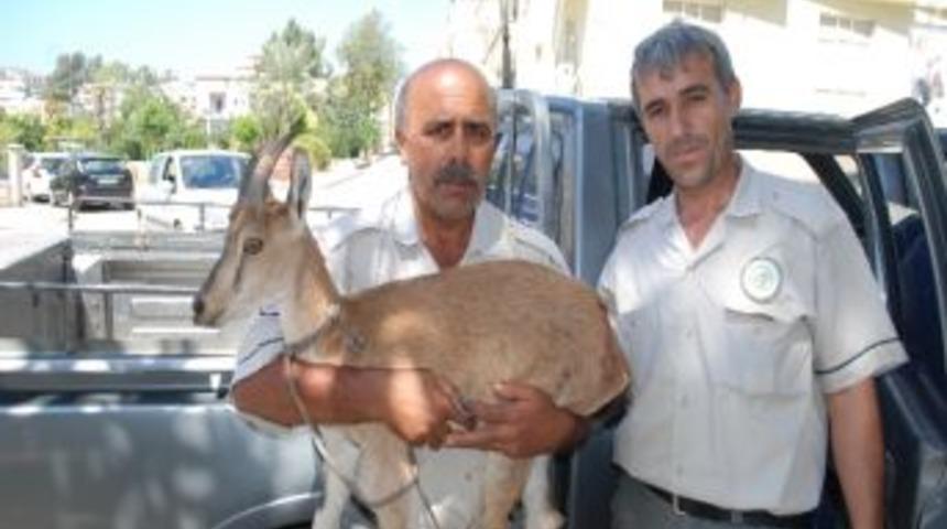 Yaralı Yaban Ke&ccedil;isi Tedaviye Alındı