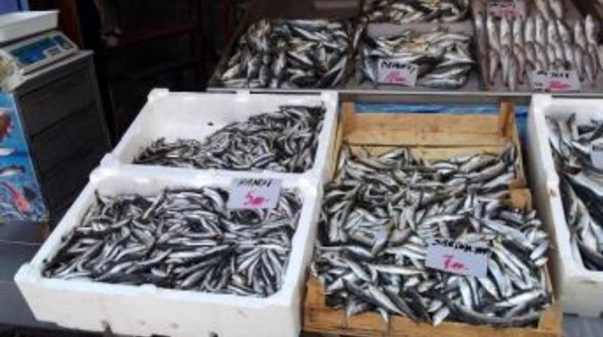 Marmara&rsquo;da Hamsi Ve Palamut Bereketi