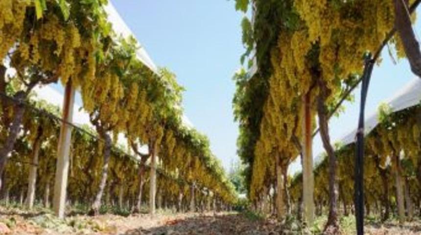 &Uuml;z&uuml;m Değil Sanki Gerdanlık