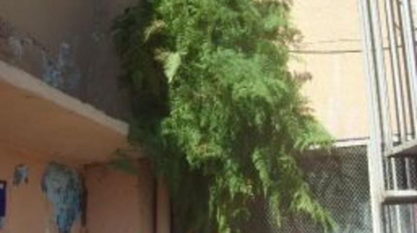 Stat Duvarındaki Ot G&ouml;renleri Hayrete D&uuml;ş&uuml;r&uuml;yor