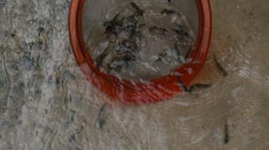 Senoz Vadisi'ne 5 Bin Yavru Alabalık Salındı