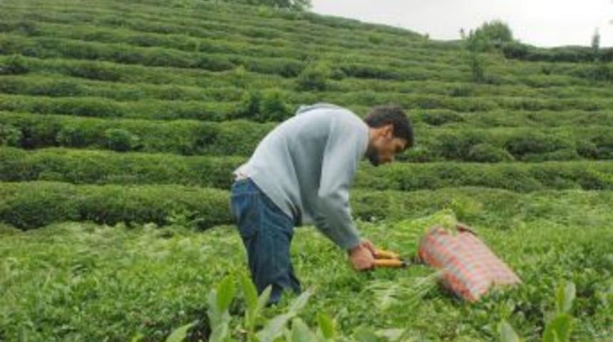 &Ccedil;aykur Bu Yıl 560 Bin Ton &Ccedil;ay Aldı