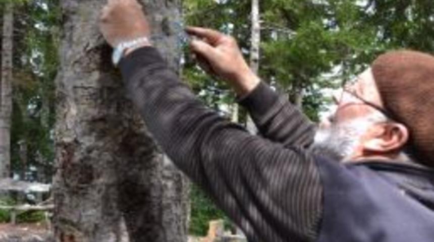 Şifa İ&ccedil;in Doruk Sakızı Topluyorlar