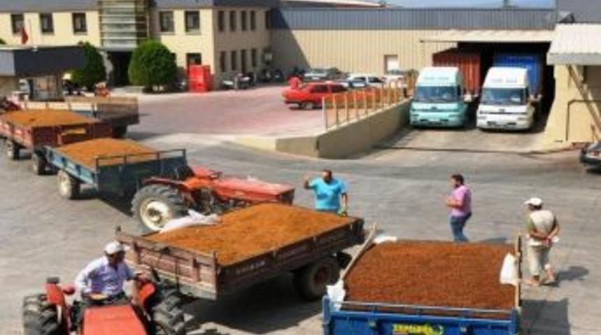 Turgutlu&rsquo;da &Ccedil;ekirdeksiz Kuru &Uuml;z&uuml;m Sezonu A&ccedil;ıldı