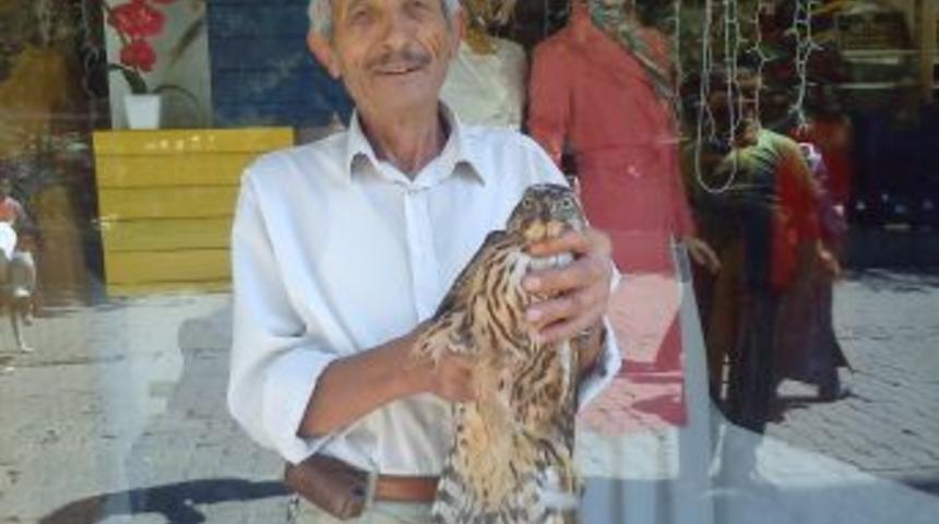 Yolunu Şaşıran Atmaca, Mağazaya Girdi