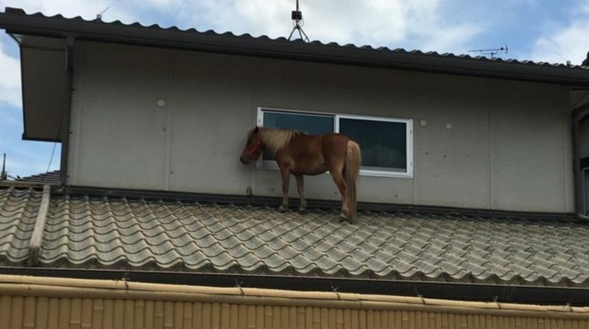 Sel suları çekilince çatıda çok ilginç bir şey buldular