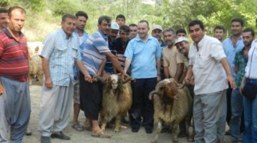 Srap Kapsamında 18 Aileye 432 Koyun, 18 Damızlık Ko&ccedil; Dağıtıldı