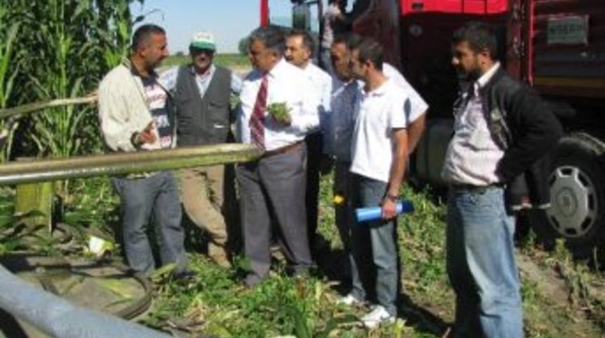 Ereğli&rsquo;de Silajlık Mısır Hasadı S&uuml;r&uuml;yor