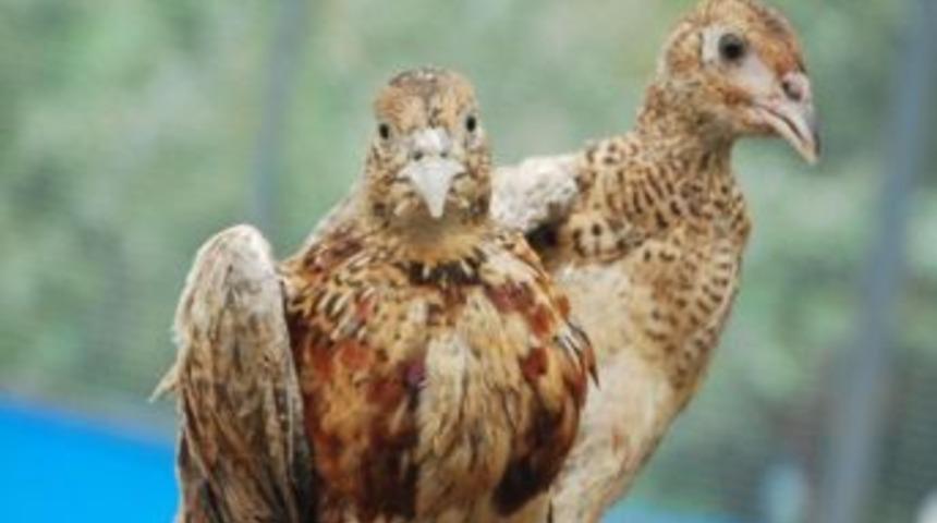 500 Yavru S&uuml;l&uuml;n Doğaya Bırakıldı