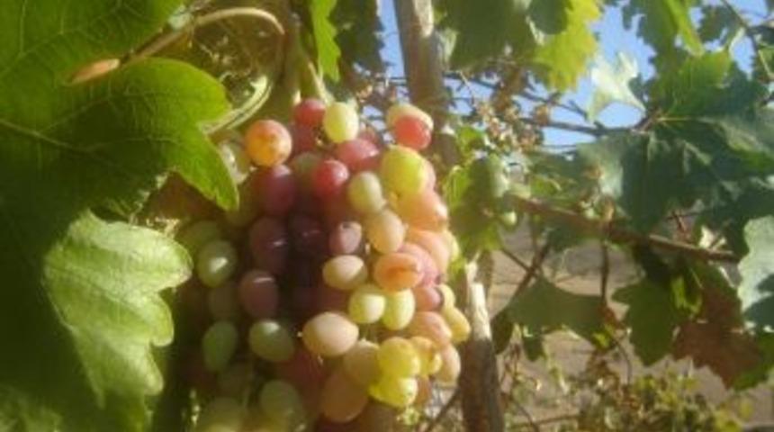 Unutulan &Uuml;z&uuml;m &Ccedil;eşitlerini Yetiştiriyor