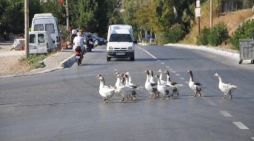 Fo&ccedil;a'da Hayvan S&uuml;r&uuml;leri Kazalara Davetiye &Ccedil;ıkarıyor