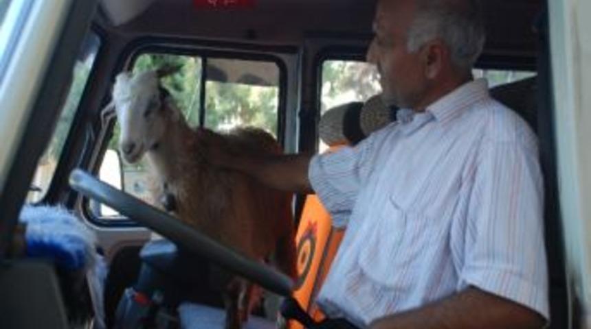 Bu Ke&ccedil;i Denize Girip, Sahibiyle Minib&uuml;se Biniyor