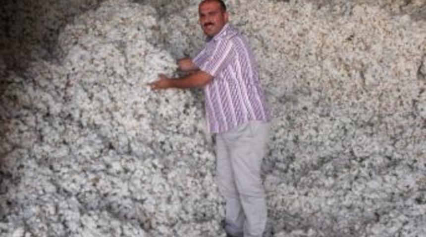 Yavuzeli Ve Bağlı K&ouml;ylerde Pamuk Hasadı Başladı