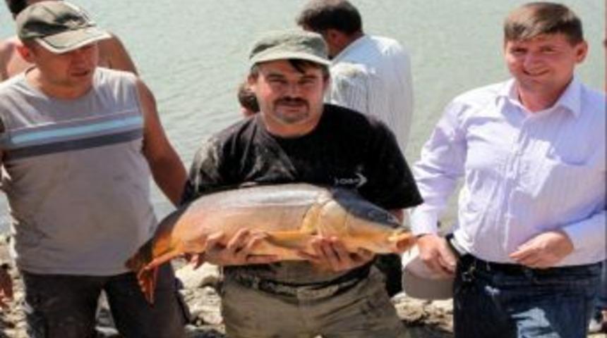 Akse G&ouml;letindeki Balıklar Altıntaş&rsquo;a Taşındı