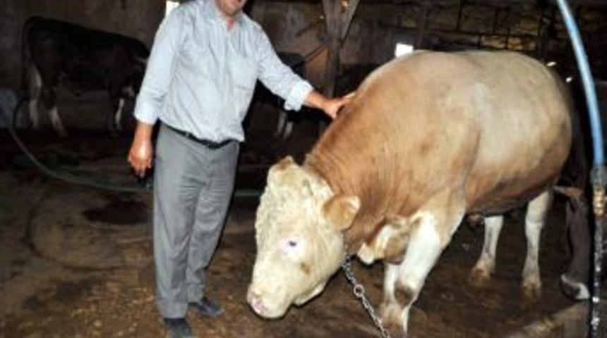 Yozgat Ziraat Odası Başkanı: Kurbanlık Fiyatları D&uuml;şmez