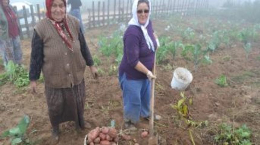 Kırmızı Patates