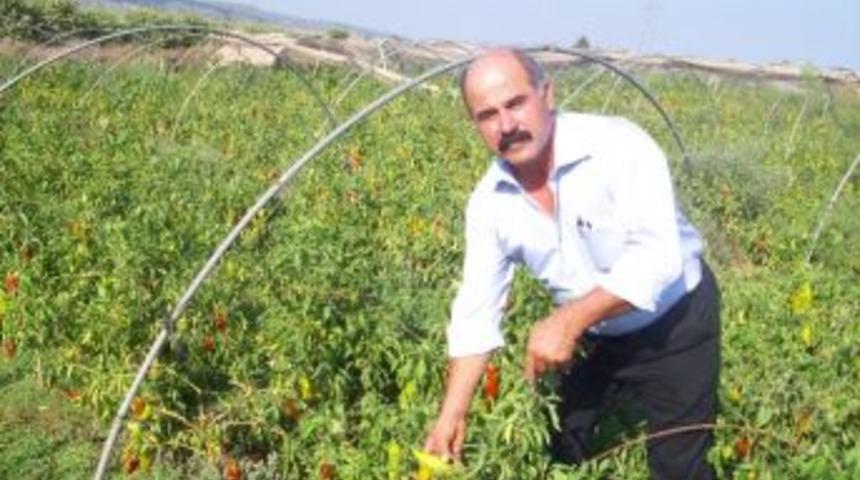 Yumurtalık &lsquo;kapya&rsquo; Biberiyle Karaisalı'ya Rakip