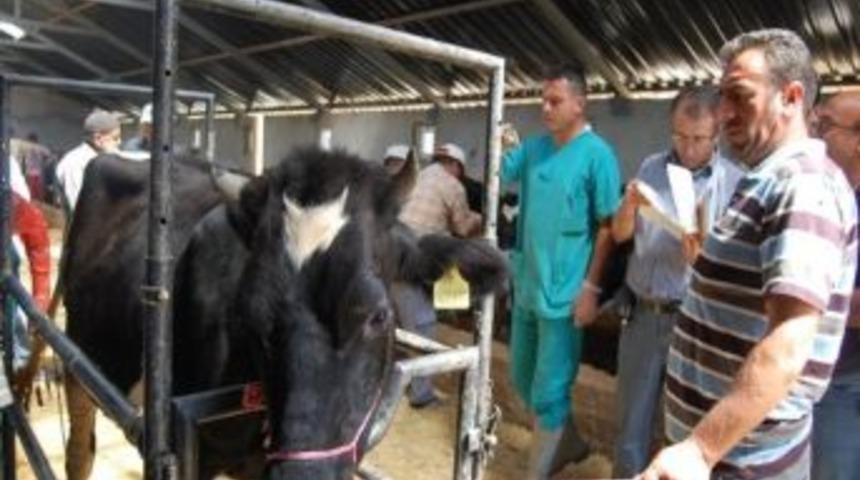 Nevşehir&rsquo;de &Uuml;reticilere Damızlık D&uuml;ve Dağıtımı