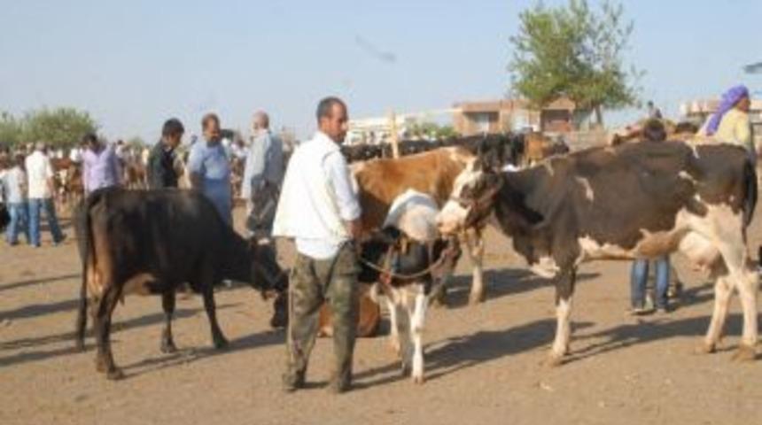 B&uuml;y&uuml;kbaş Hayvan Satıcıları Dertli