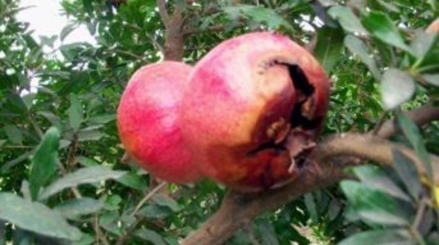 Dalaman&rsquo;da Akdeniz Meyve Sineği M&uuml;cadelesi Başlandı