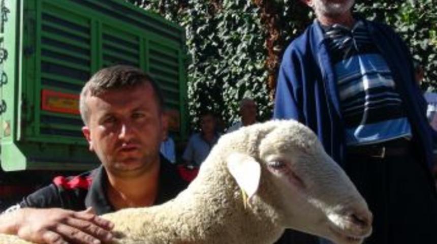 Merinos Koyunu, Vatandaşın Umudu Oldu