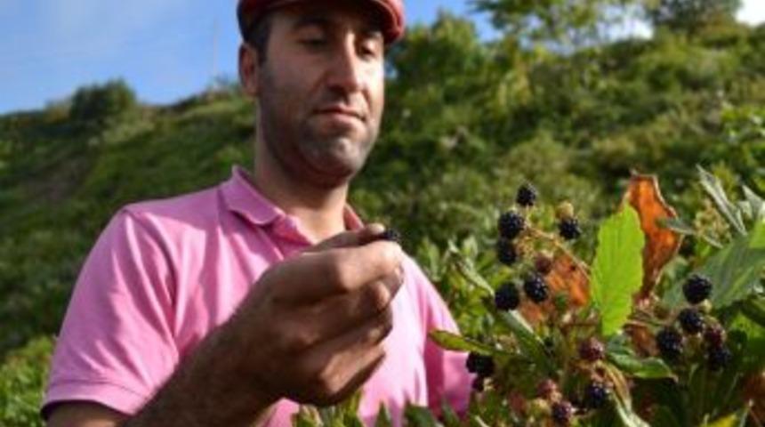 Yaban B&ouml;ğ&uuml;rtleni K&ouml;yl&uuml;ye Ek Gelir Sağladı