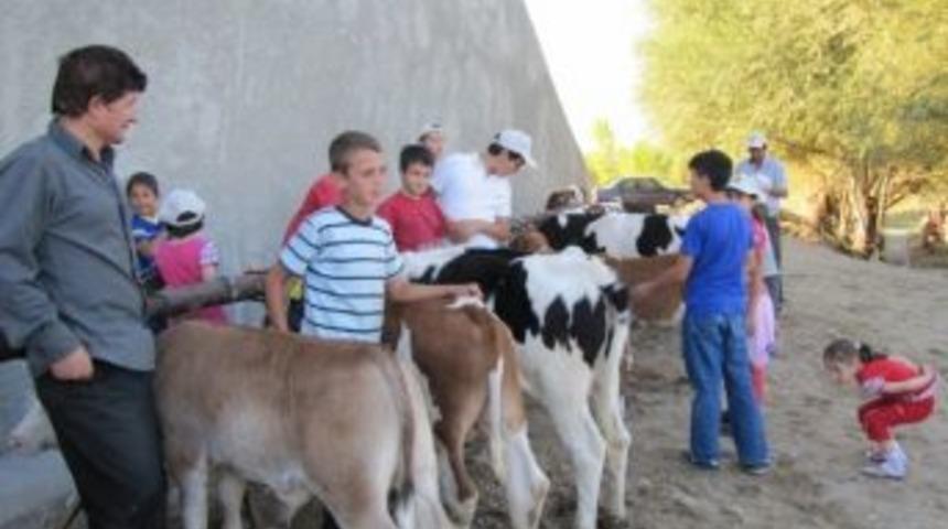 Podyuma Bu Defa Buzağılar &Ccedil;ıktı