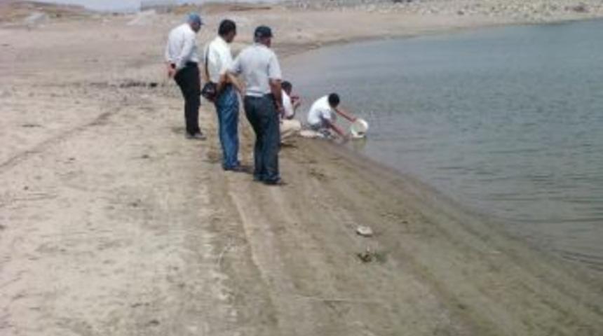 G&ouml;letlere 112 Bin Pullu Sazan Yavrusu Bırakıldı