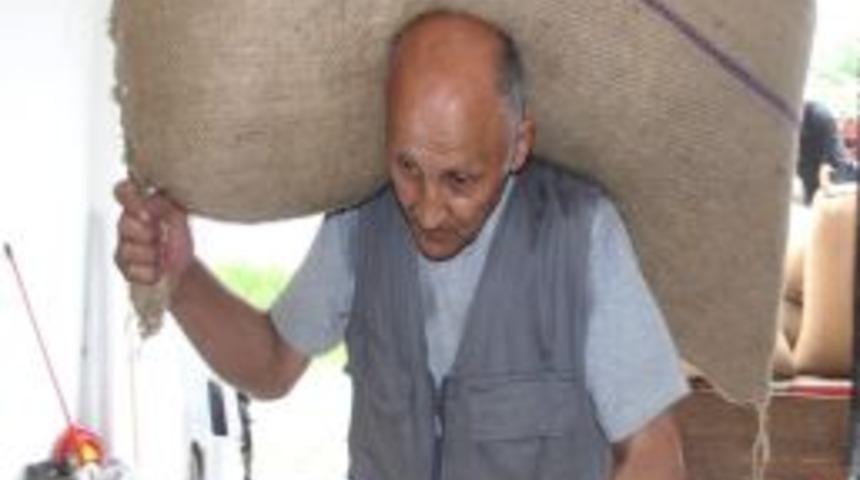Keşaplı Fındık &Uuml;reticileri Fındığını Piyasanın &Uuml;zerinde Sattı