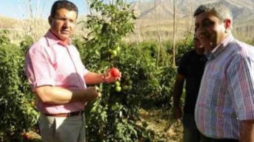 İl M&uuml;d&uuml;r&uuml; Altuner Gevaş&rsquo;ta &Uuml;reticileri Ziyaret Etti