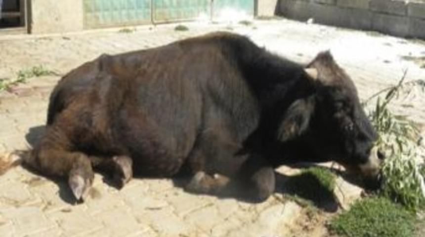 Solhan&rsquo;da Ani Hayvan &Ouml;l&uuml;mleri