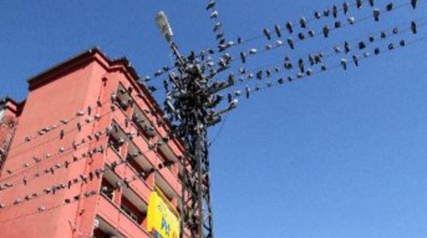 Telgrafın Tellerine G&uuml;vercinler Kondu