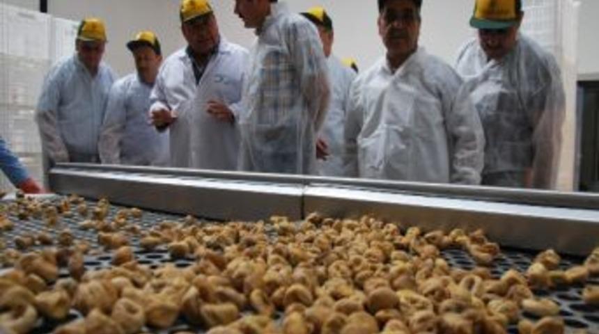 Aydın&rsquo;da İncir Bereketi