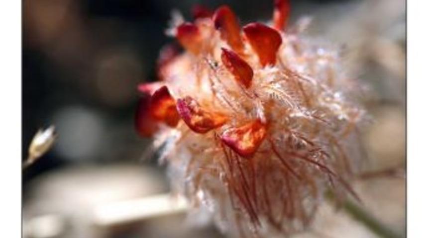 "torosların Nadide &Ccedil;i&ccedil;ekleri"