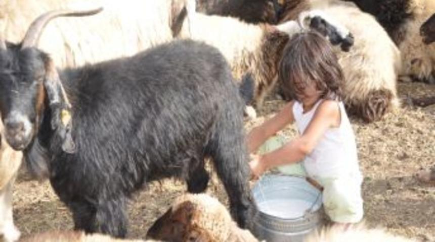 Yayladan İnmeye Hazırlanan K&ouml;yl&uuml;lerin Kış Hazırlığı